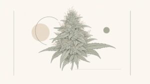 Cannabis