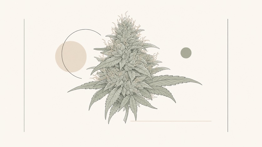 Cannabis